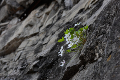 崖壁上的岩花。
槭叶铁线莲（学名：Clematis acerifolia Maxim. ）是毛茛科，铁线莲属多年生直立小灌木