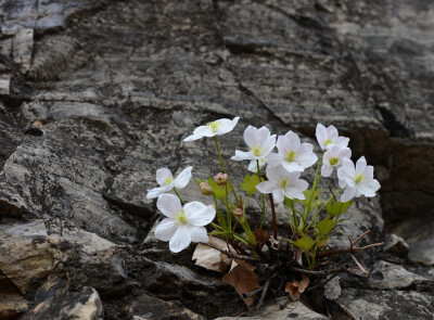 崖壁上的岩花。
槭叶铁线莲（学名：Clematis acerifolia Maxim. ）是毛茛科，铁线莲属多年生直立小灌木