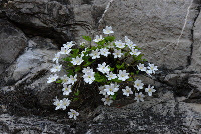 崖壁上的岩花。
槭叶铁线莲（学名：Clematis acerifolia Maxim. ）是毛茛科，铁线莲属多年生直立小灌木