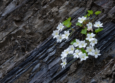 崖壁上的岩花。
槭叶铁线莲（学名：Clematis acerifolia Maxim. ）是毛茛科，铁线莲属多年生直立小灌木