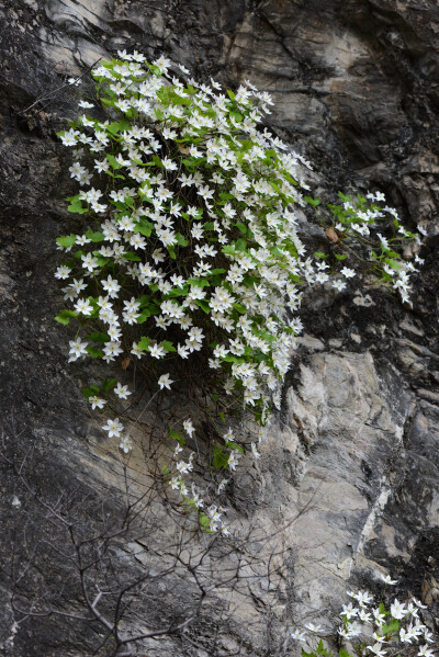 崖壁上的岩花。
槭叶铁线莲（学名：Clematis acerifolia Maxim. ）是毛茛科，铁线莲属多年生直立小灌木