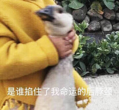 是谁掐住了我命运的后脖颈