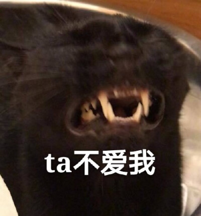 ta不爱我