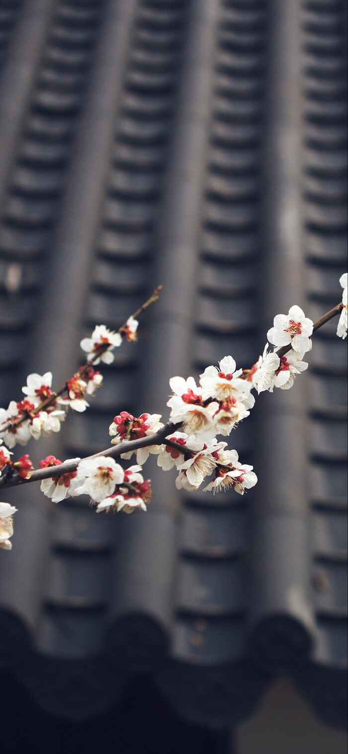 春日壁纸