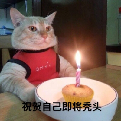 猫猫表情包 庆祝自己即将秃头 生日适用