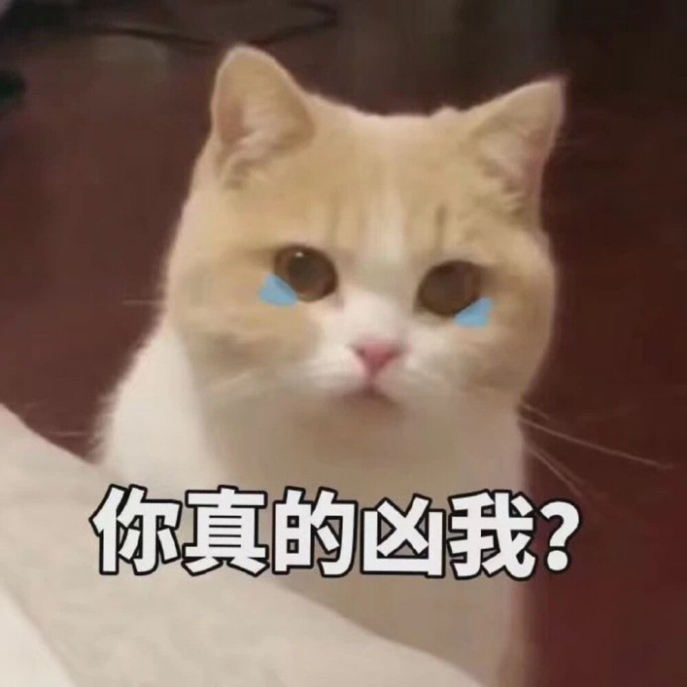 猫猫表情包 不敢置信 流泪 你真的凶我？