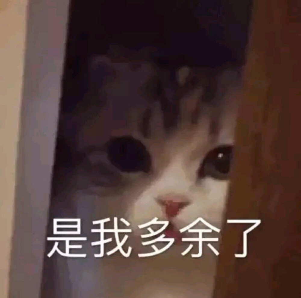 猫猫表情包 暗中观察 是我多余了