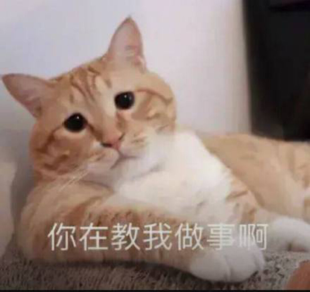 猫猫表情包 猫大爷 你是在教我做事？