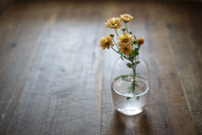 c小雏菊，春日壁纸