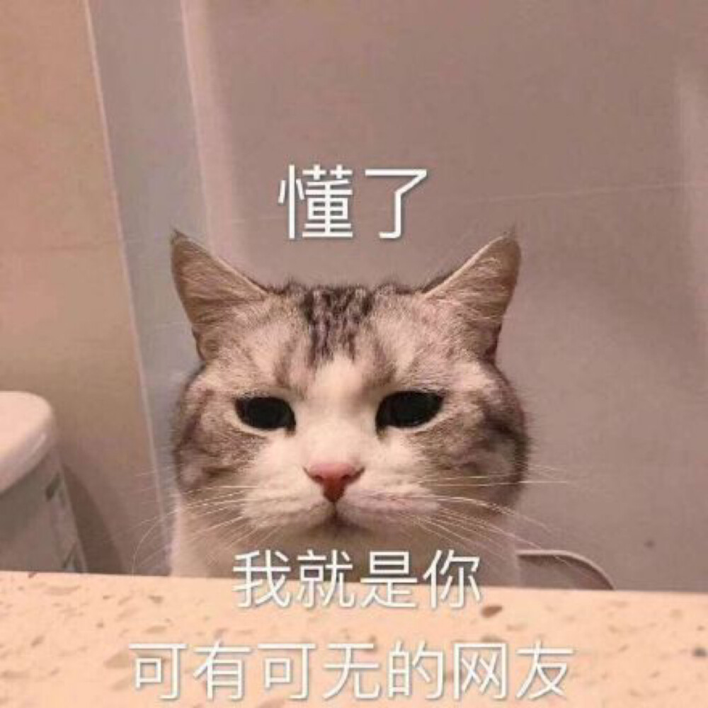 猫猫表情包 卑微 懂了 我就是你可有可无的网页