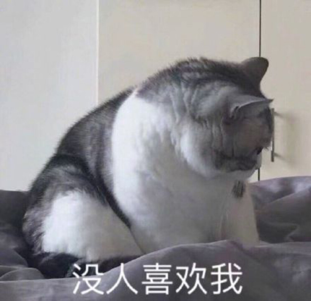 猫猫表情包 没人喜欢我