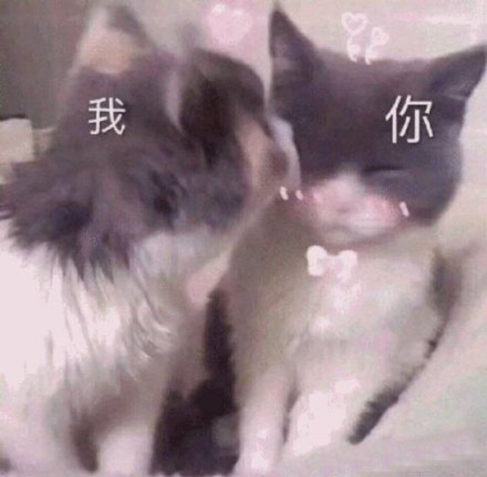 猫猫表情包 甜蜜亲亲