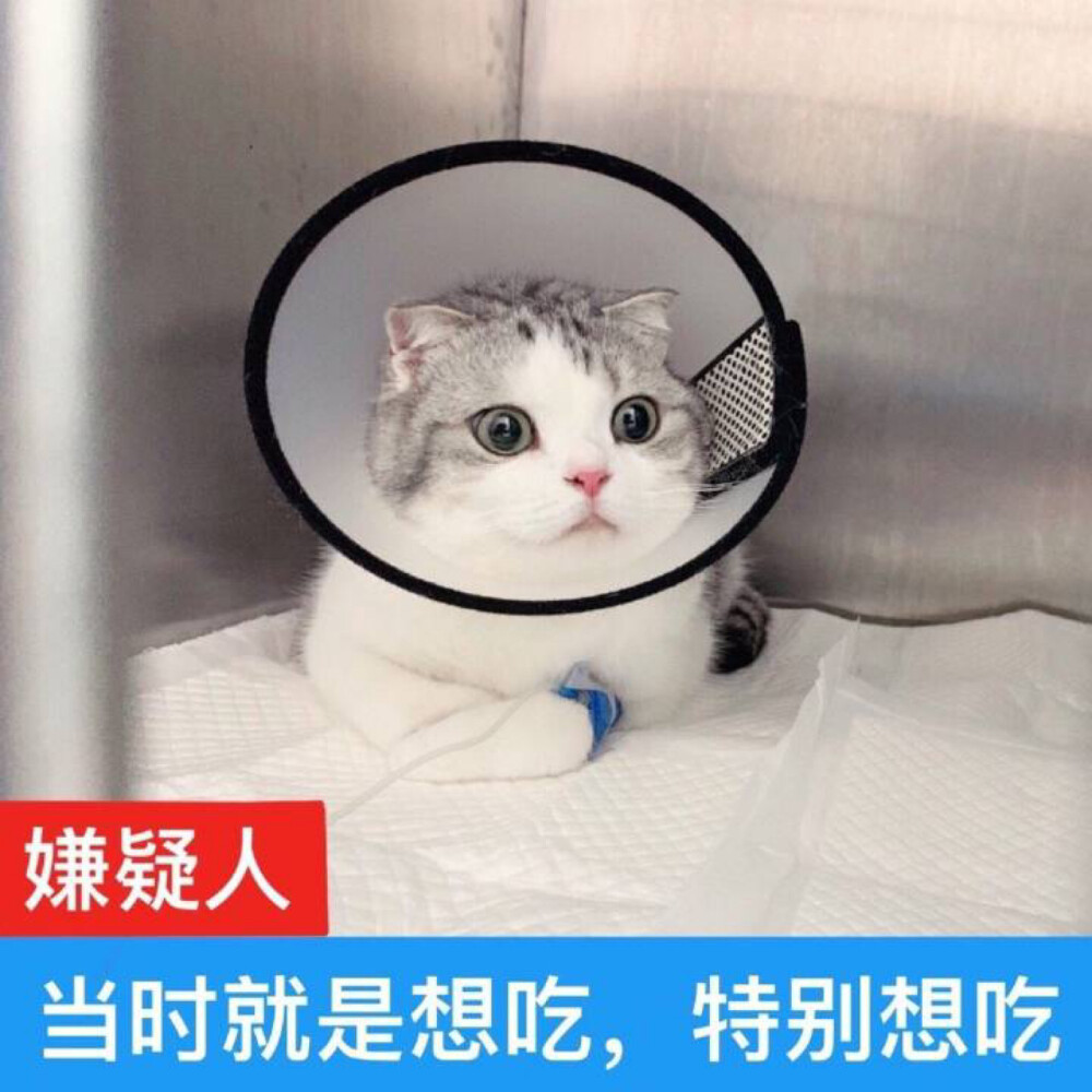 猫猫表情包 采访嫌疑人泡芙 当时就是想吃