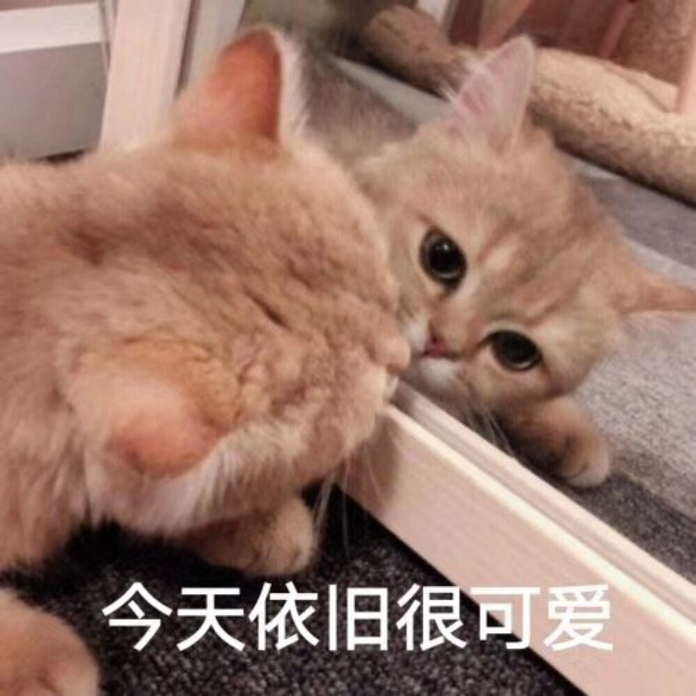 猫猫表情包 照镜子 今天依旧可爱