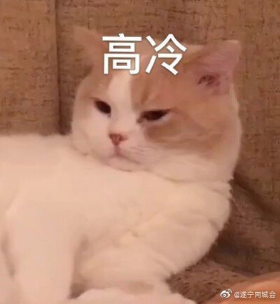 猫猫表情包 高冷 高贵