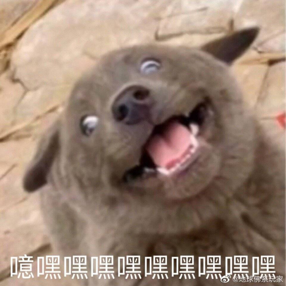 狗狗表情包 噫嘿嘿嘿嘿嘿嘿嘿嘿嘿