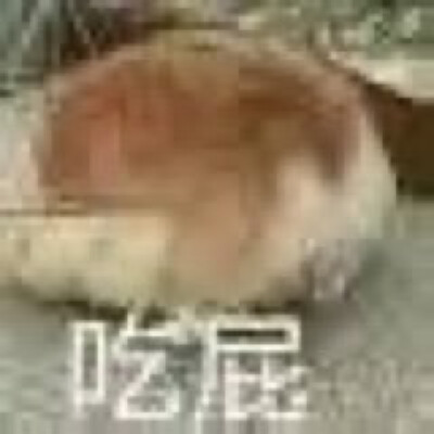 狗狗表情包 吃屁 高糊