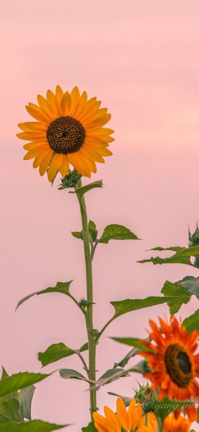 各种花锁屏壁纸