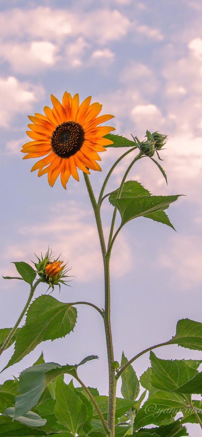 各种花锁屏壁纸