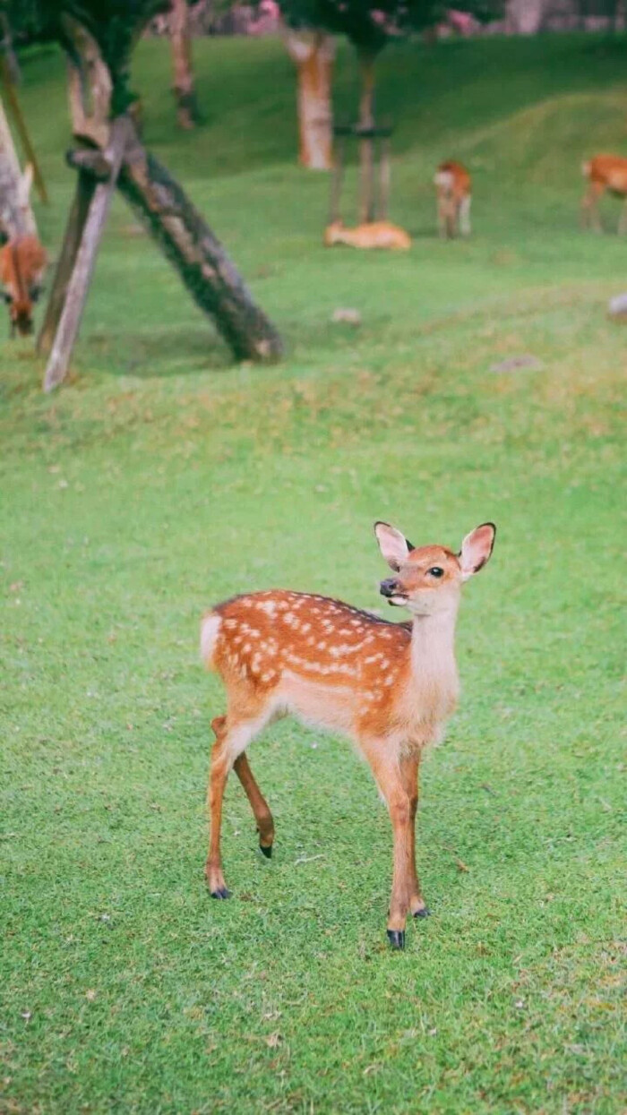 绿色壁纸