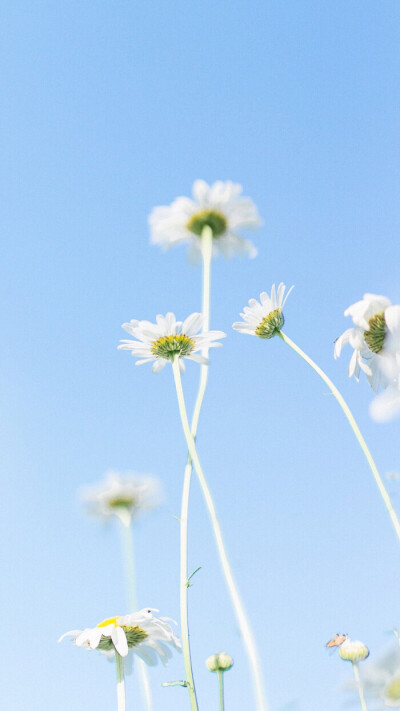 花物语 花卉小清新壁纸