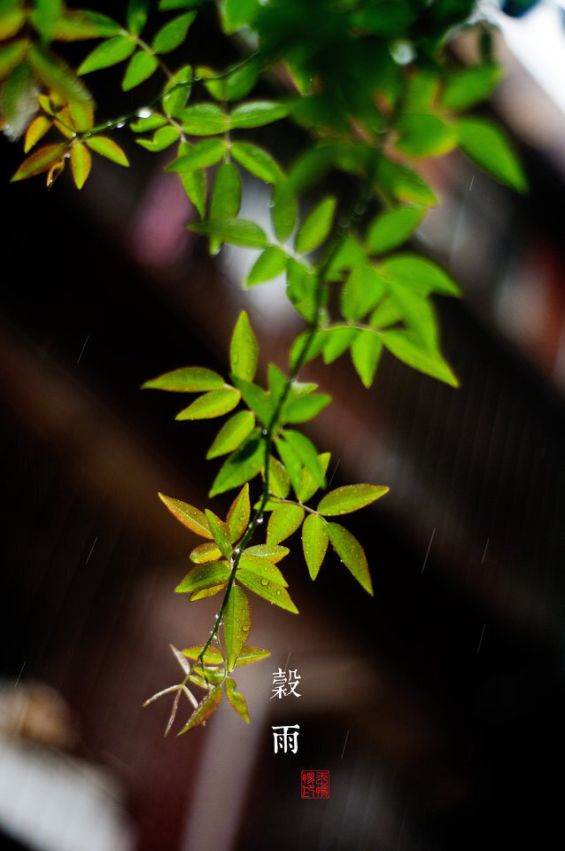 【原创】《谷雨•感怀》
谷雨，春夏分
这个春格外漫长，总是站在窗前眺望
想那远方，青松翠柏、山花烂漫、绿野苍莽
还有那小桥、流水、人家
总是在内心企盼，疫霾消散
春日里，灿烂的笑脸
这个春日，又格外短暂
打开门的一瞬，与夏日满怀
还不至肆意奔跑，笑声却已激荡
空气里嗅到欢喜的味道。正是…
春到春未尽，夏到夏未来
春为夏做序，夏为春重彩。
一切美好，如期、徐徐而来
文/石家庄—金山（@一诗一文 ） #谷雨# #诗词#