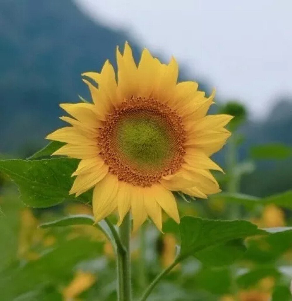 小葵花呀