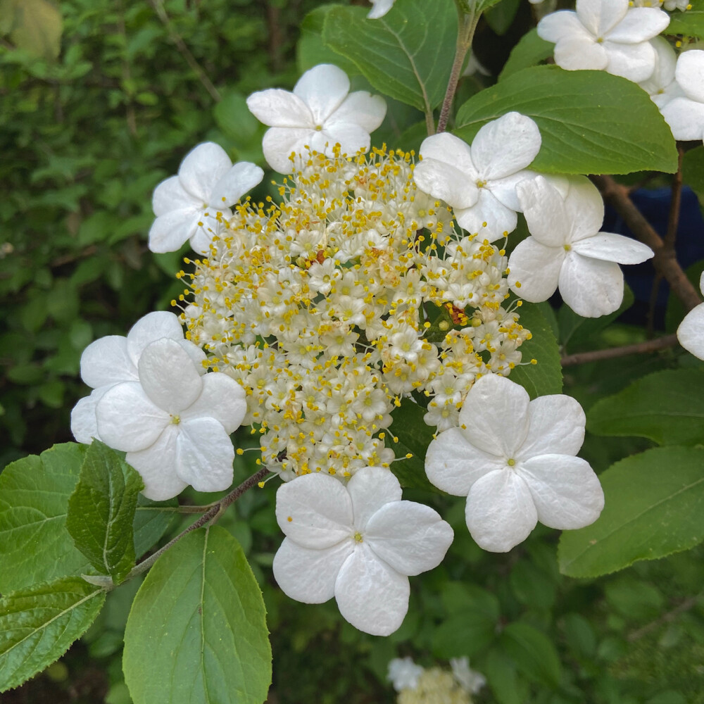 琼花与绣线菊