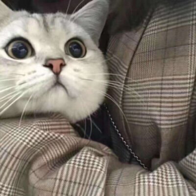 猫头像