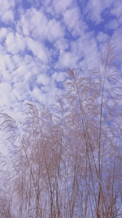 “你是一种感觉/写在夏夜晚风里面.”