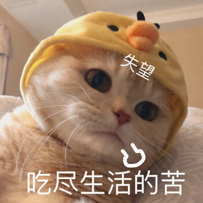 小猫咪表情包.
cr.橘猫沙梨shally