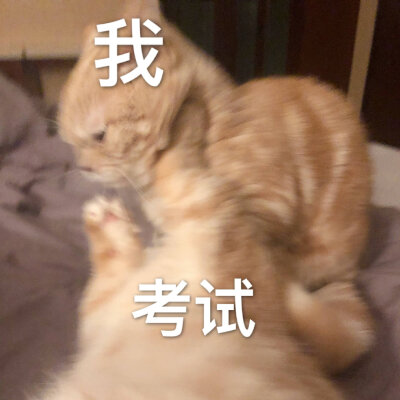 小猫咪表情包.
cr.橘猫沙梨shally