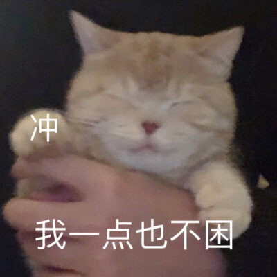 小猫咪表情包.
cr.橘猫沙梨shally