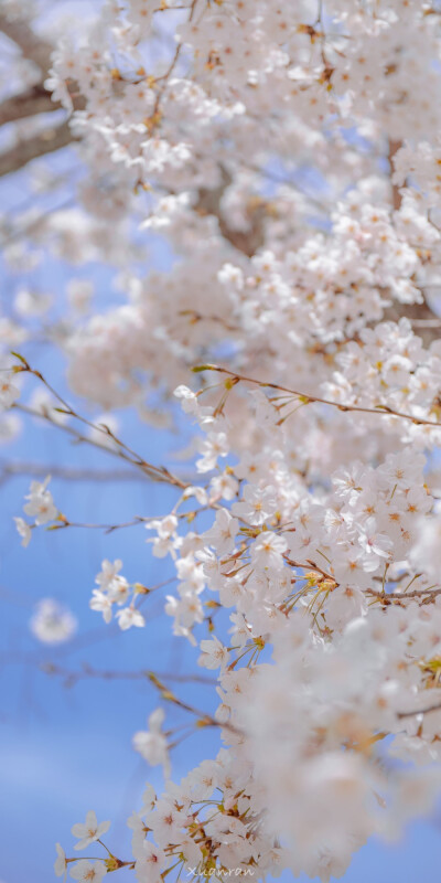  暖春吹来花信的风♡
春日壁纸
摄影博主:渲染一个嘉