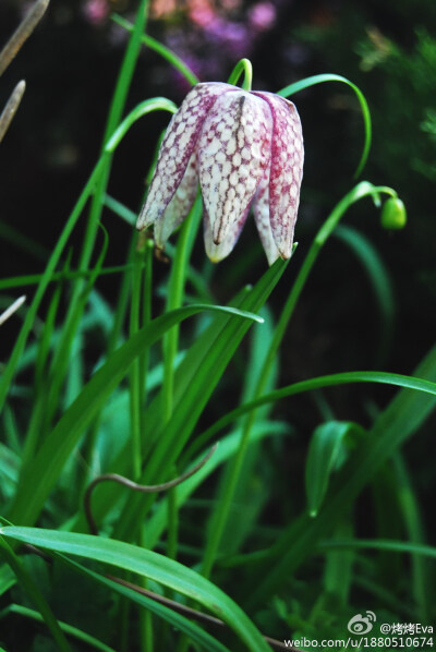 花格贝母