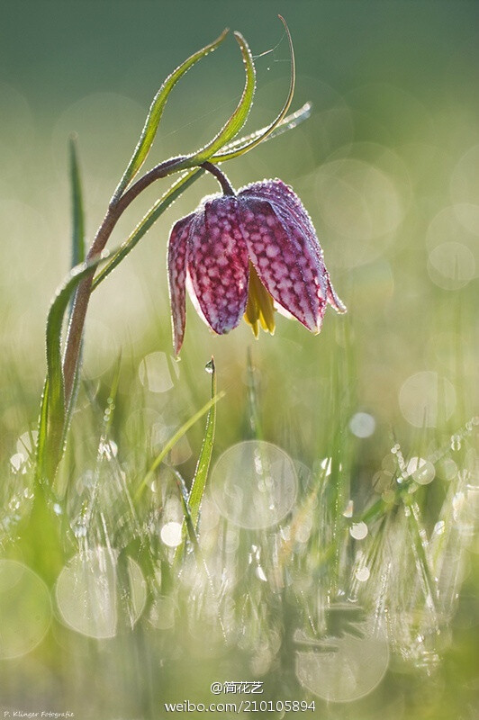 花格贝母