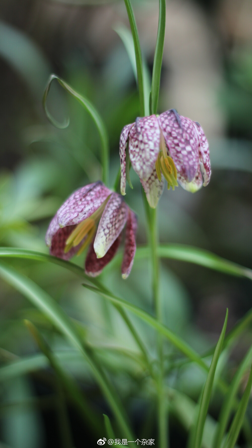 花格贝母