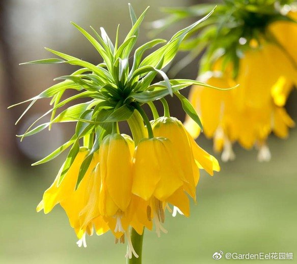 花格贝母