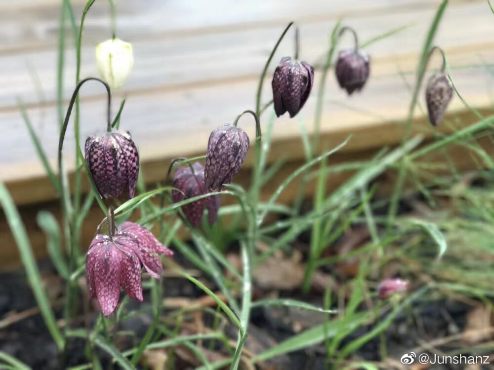 花格贝母