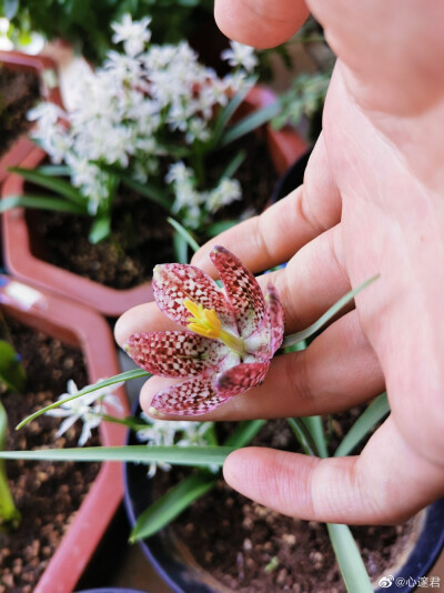 花格贝母