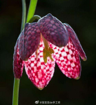 花格贝母