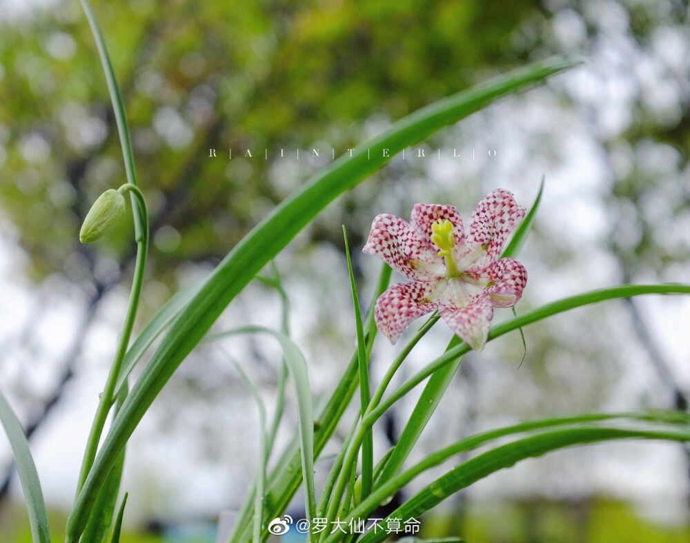 花格贝母