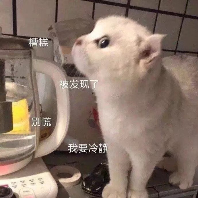 小猫猫！！！