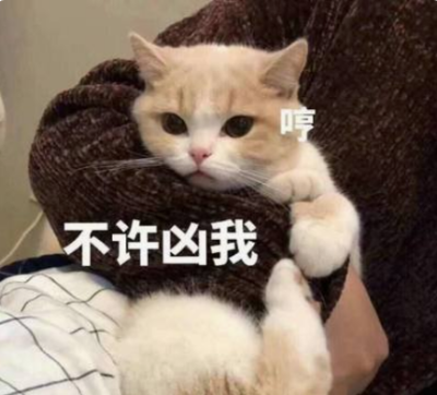小猫猫！！！
