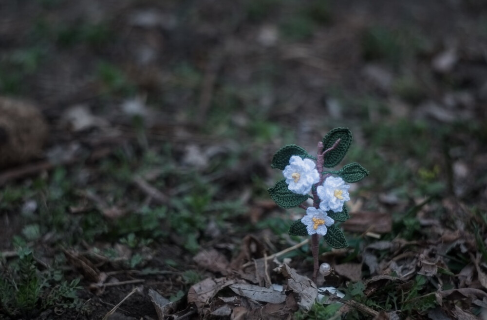 微钩栀子花