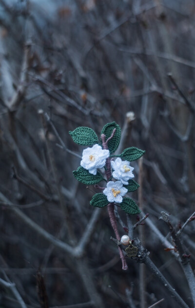 微钩栀子花