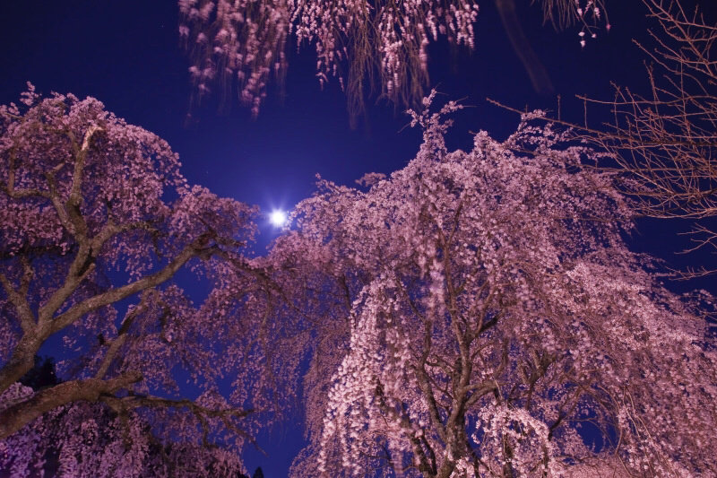 顾盼花发鸿蒙 怦然而梦
你与二十八宿皆回眸