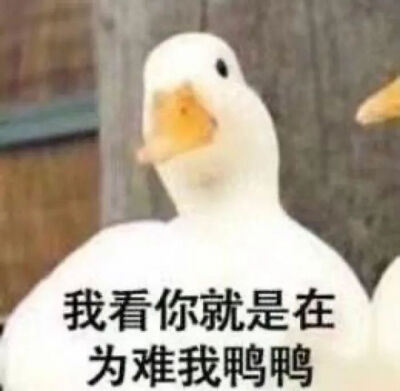 表情包