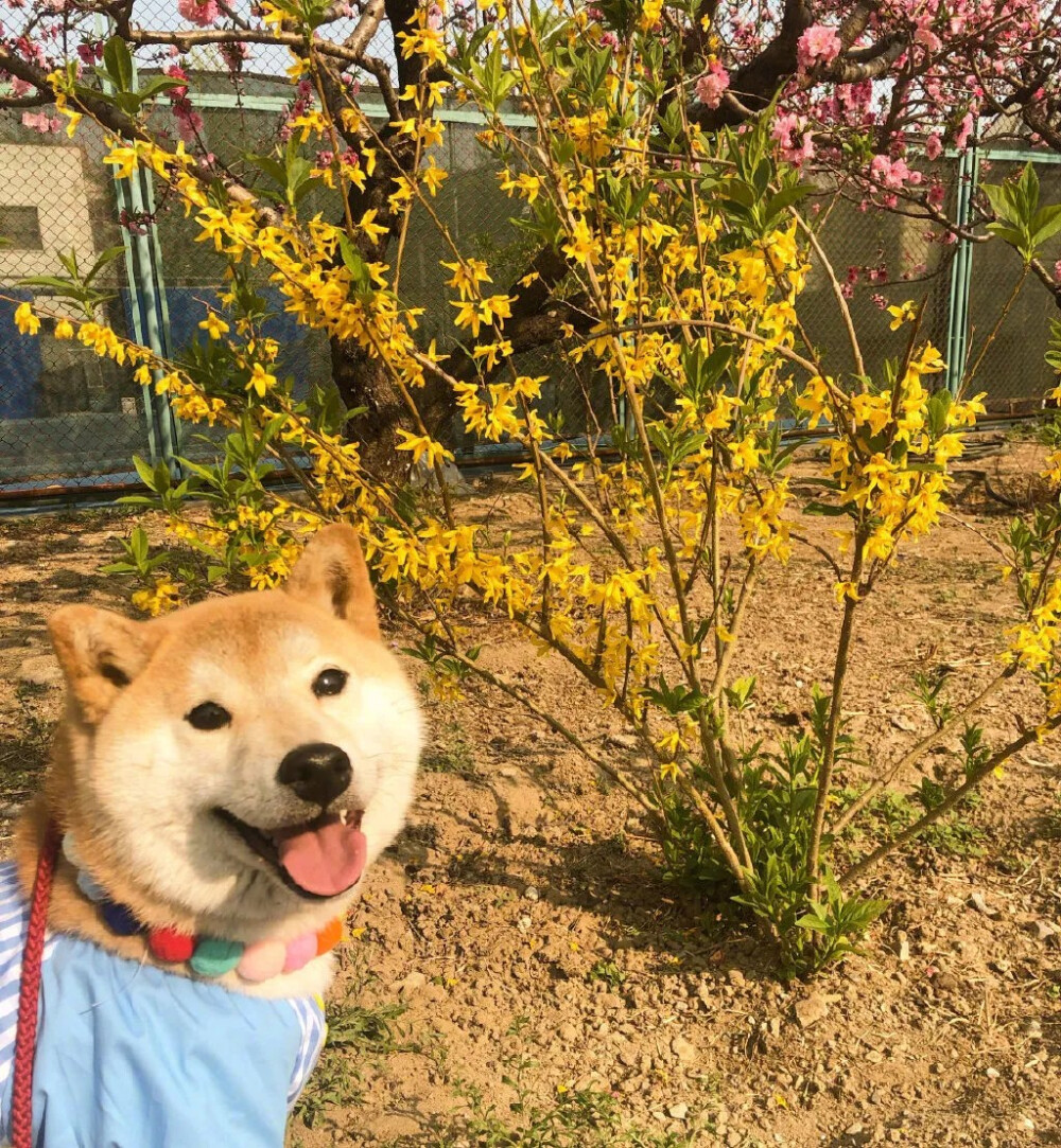 萌宠の搞怪头像 可爱 狗狗