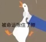 鹅鹅